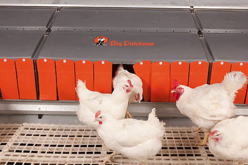 Innovative systems for breeder management / broiler cage AviMax transit