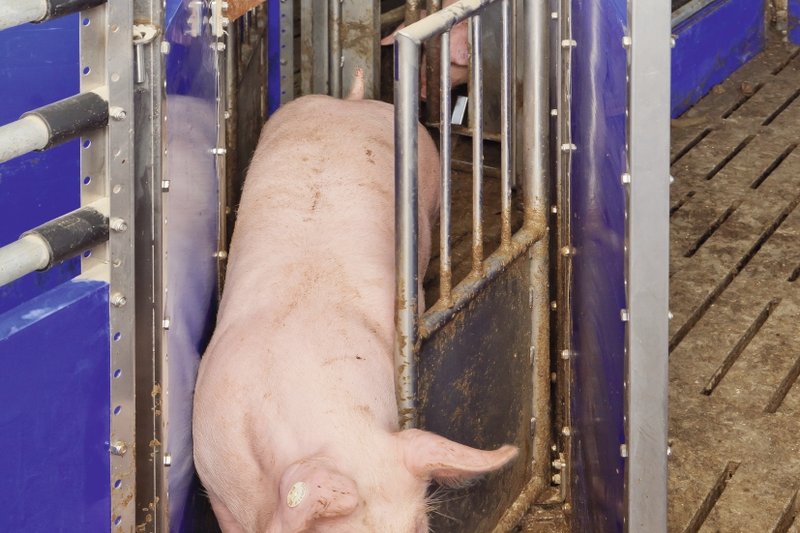 Cerdo saliendo de la báscula a través de la puerta de selección
