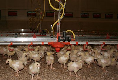 Études sur le terrain pour l’élevage de poulets de chair