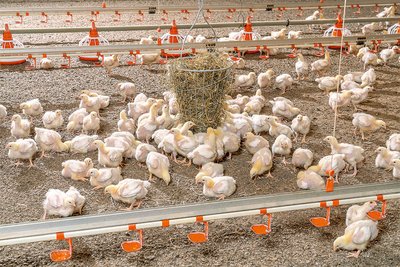 Produzione di polli da carne | Polli da carne in capannone
