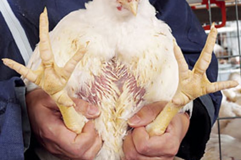 Study: Broiler growing in colony systems – performance and welfare 