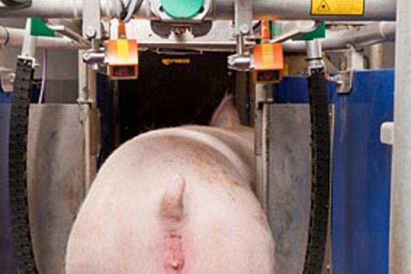 A sow enters the sow feeding system to eat