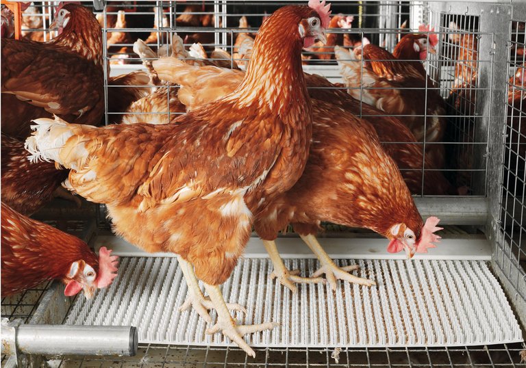 Equipamiento avícola moderno: Producción de huevos en las jaulas enriquecidas - Colony-EU 