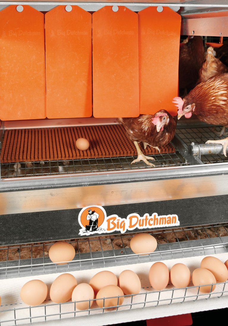 Colony-EU ile yumurta üretimi