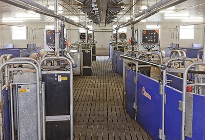 Modern sow management with electronic sow feeding systems CallMatic pro