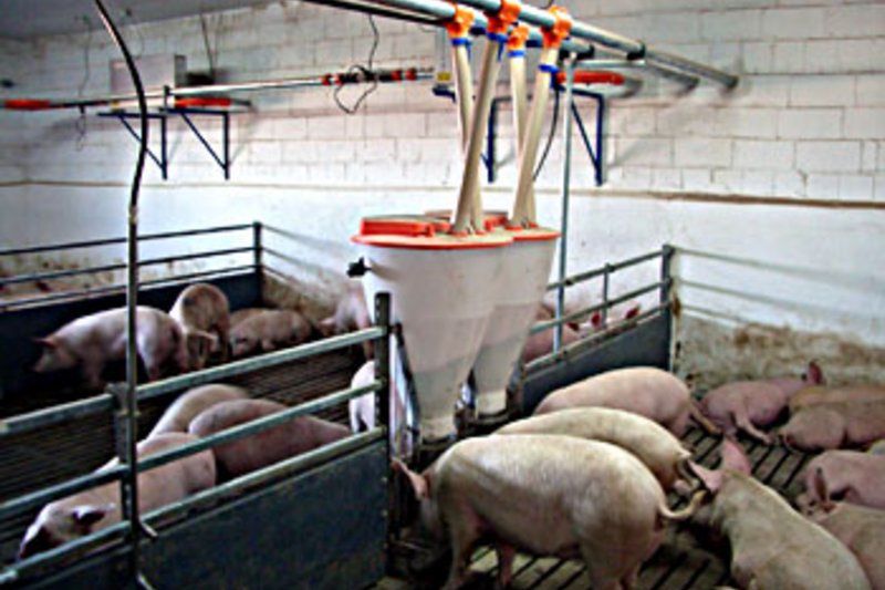 BD оснащает оборудованием небольшие свинофермы
